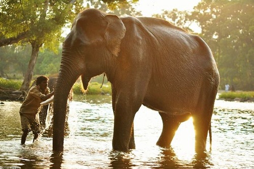 Dubare Elephant Camp, Kodagu